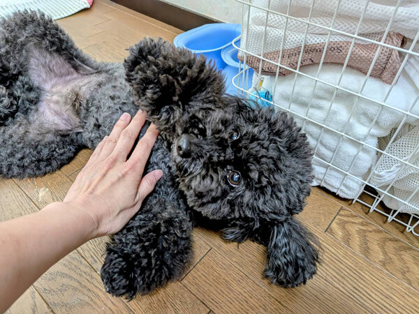 小型犬トイプードルペットシッター