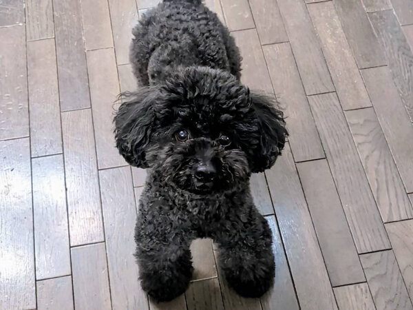 小型犬トイプードルペットシッター