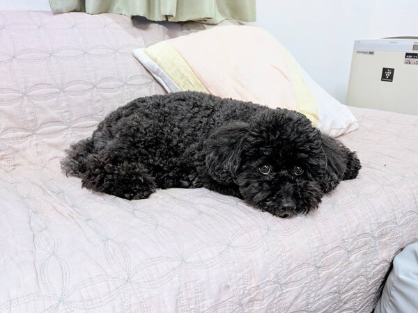 小型犬トイプードルペットシッター