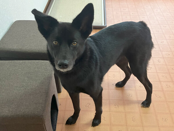 MIX中型犬、ペットホテル