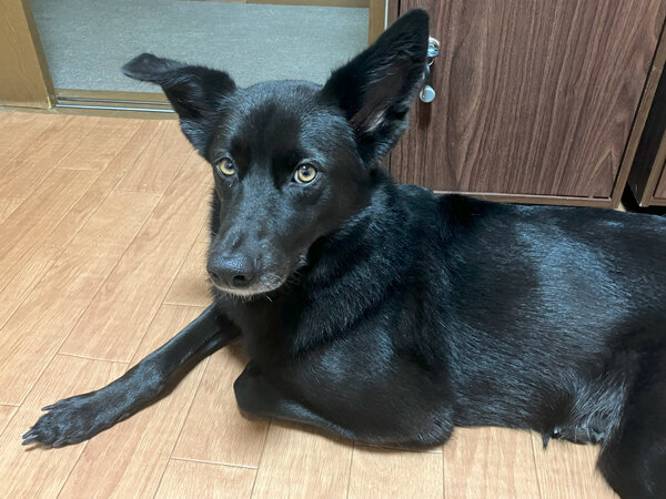 MIX中型犬、ペットホテル