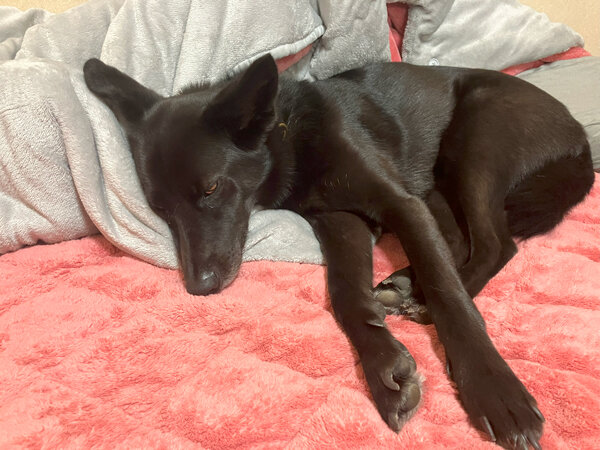 MIX中型犬、ペットホテル