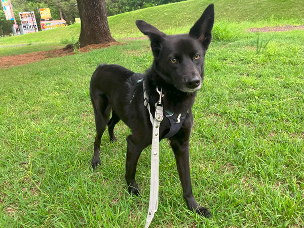 MIX中型犬、ペットホテル