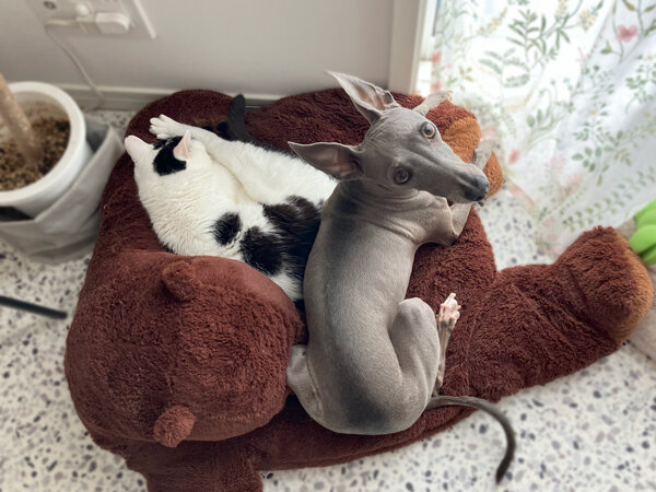 イタリアングレーハウンド、猫、ペットシッター