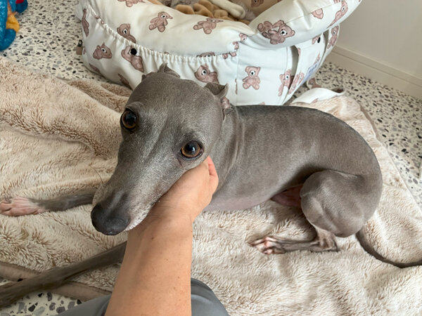イタリアングレーハウンド、猫、ペットシッター