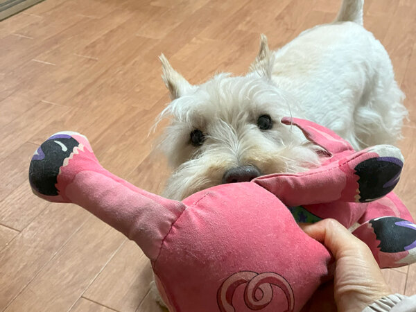小型犬スコティッシュ・テリアペットホテル