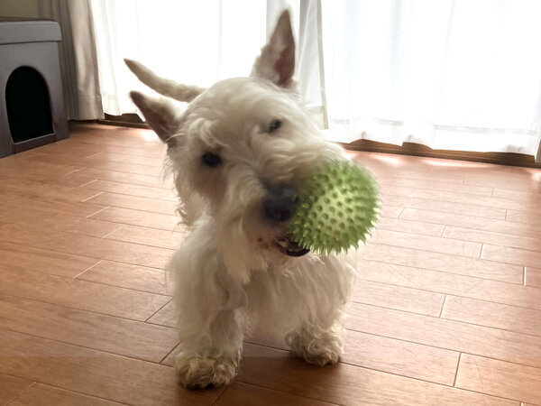 小型犬スコティッシュ・テリアペットホテル