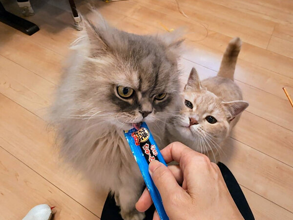 ラガマフィン猫ペットシッター
