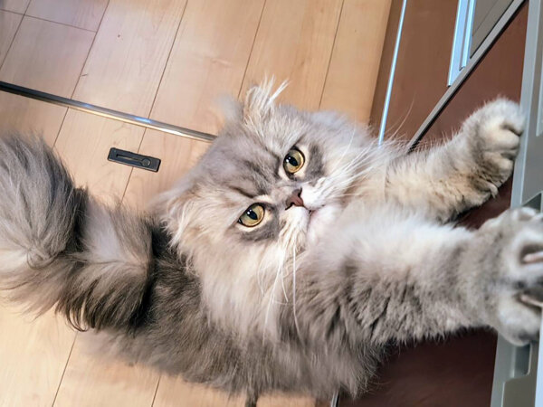 ラガマフィン猫ペットシッター