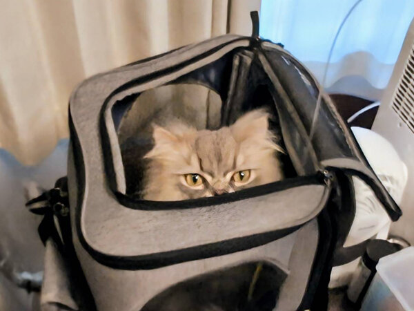 ラガマフィン猫ペットシッター