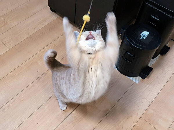 ブリティッシュショートヘア猫ペットシッター