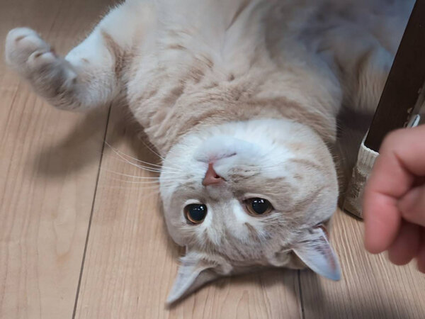 ブリティッシュショートヘア猫ペットシッター
