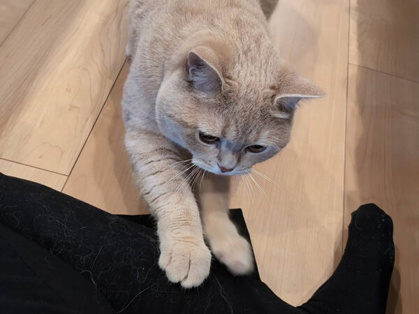 ブリティッシュショートヘア猫ペットシッター