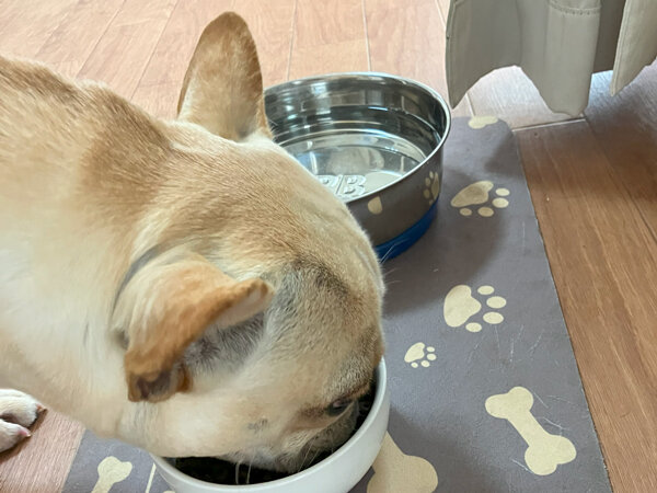 中型犬フレンチブルドッグペットホテル
