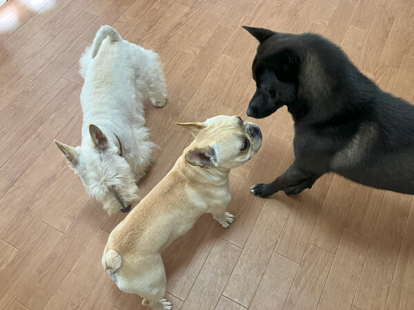 中型犬フレンチブルドッグペットホテル
