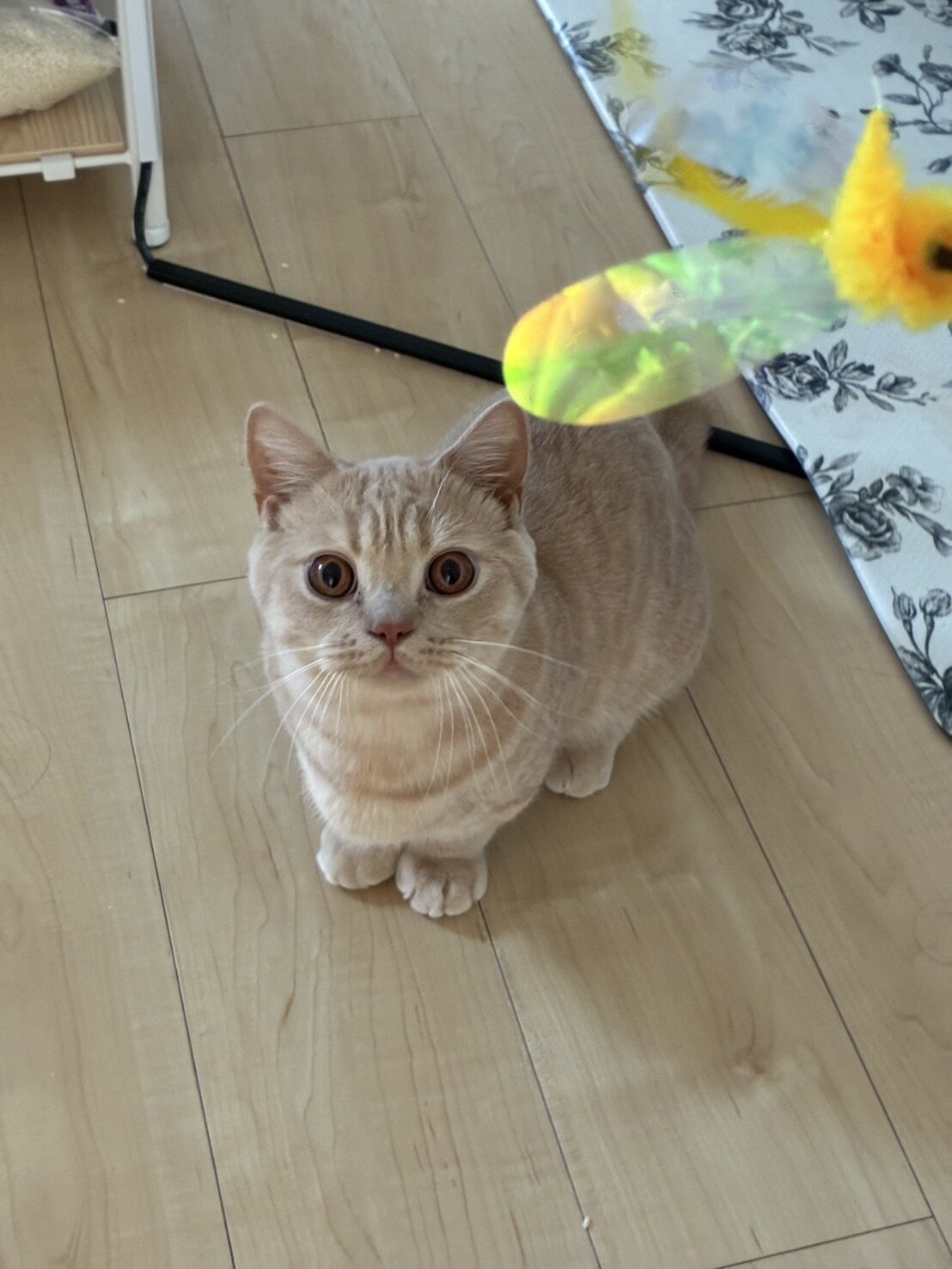 猫田さま　ページ QUEEN】レザー調ペットベッド（カラー：ブラックのみ）【日本製