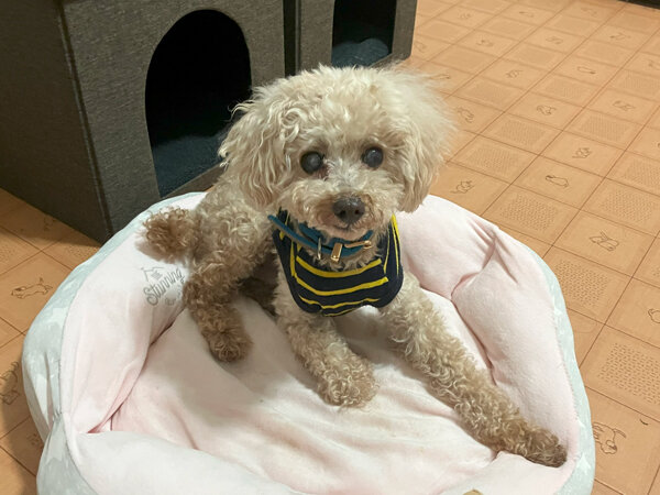 小型犬トイプードルペットホテル
