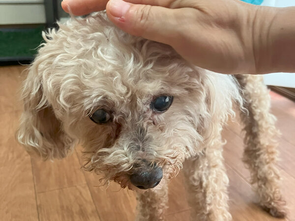 小型犬トイプードルペットホテル