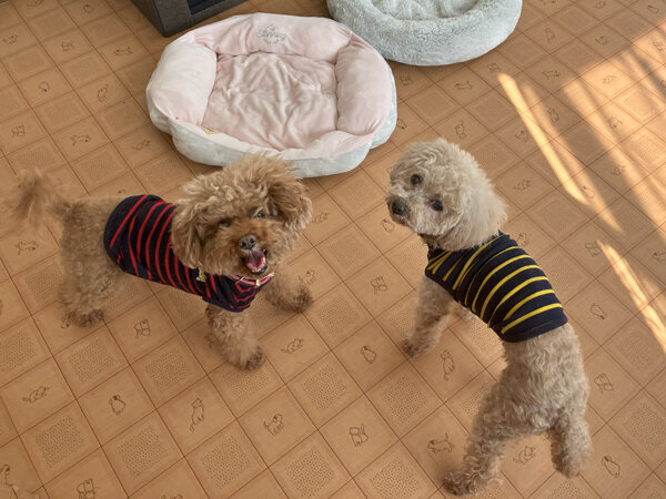小型犬トイプードルペットホテル