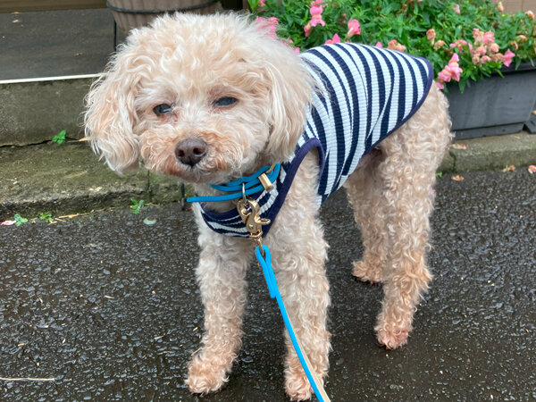 小型犬トイプードルペットホテル