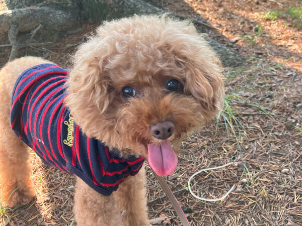 小型犬トイプードルペットホテル