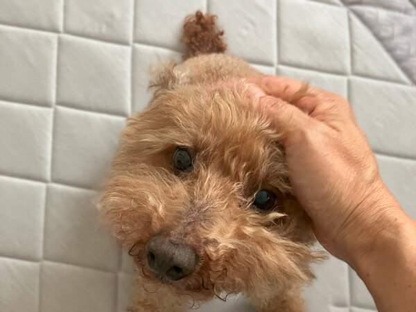 小型犬トイプードルペットシッター