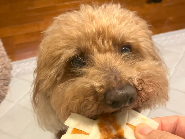 小型犬トイプードルペットシッター