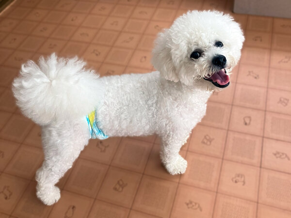小型犬ビションフリーゼペットホテル