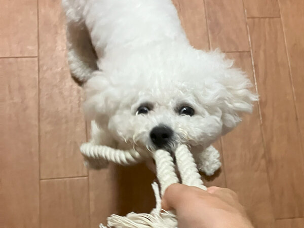 小型犬ビションフリーゼペットホテル