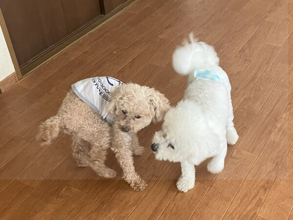 小型犬ビションフリーゼペットホテル