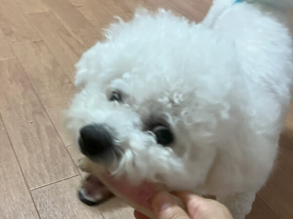 小型犬ビションフリーゼペットホテル