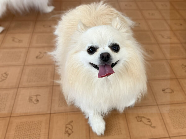 小型犬ポメラニアン×チワワMIX犬ペットホテル