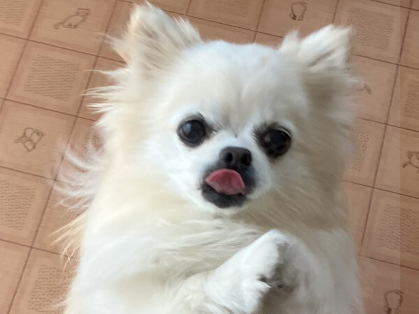 小型犬ポメラニアン×チワワMIX犬ペットホテル