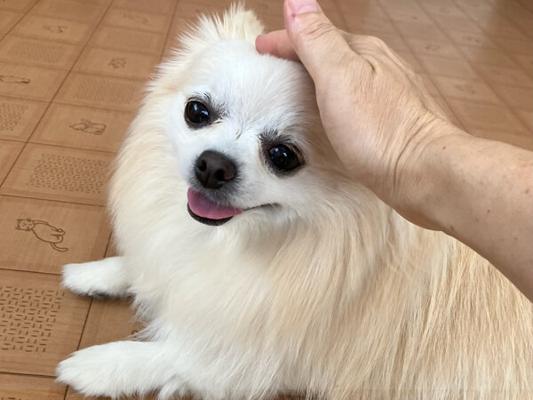 小型犬ポメラニアン×チワワMIX犬ペットホテル
