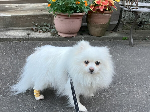 小型犬ポメラニアンペットホテル