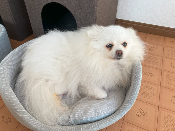 小型犬ポメラニアンペットホテル