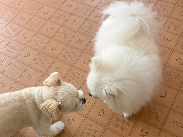小型犬ポメラニアンペットホテル