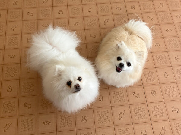 小型犬ポメラニアンペットホテル
