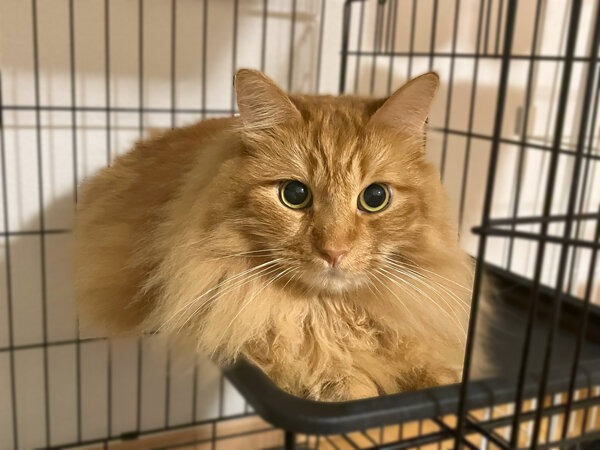 猫ペットシッター