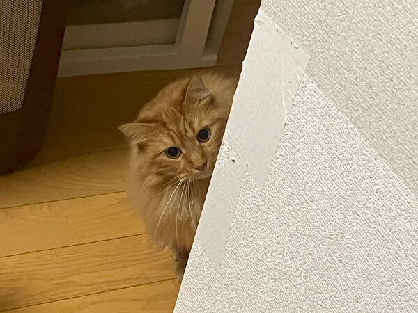 猫ペットシッター