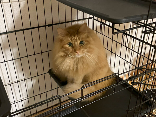 猫ペットシッター