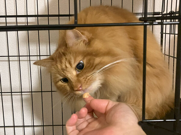 猫ペットシッター