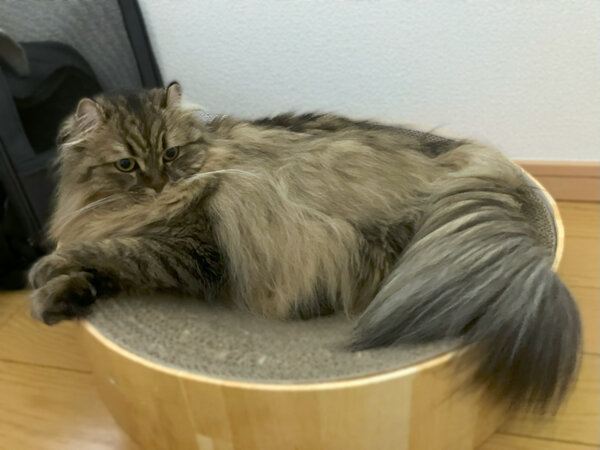 猫ペットシッター