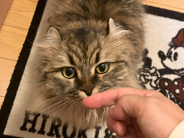 猫ペットシッター