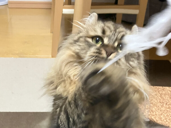 猫ペットシッター