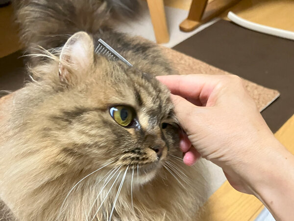 猫ペットシッター