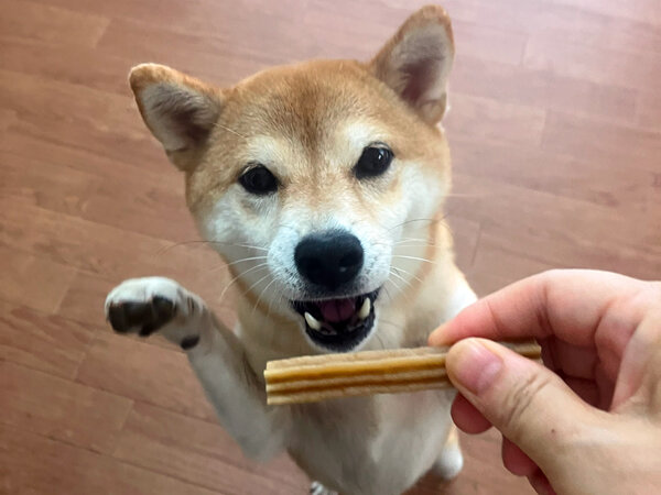 小型犬豆柴ペットホテル