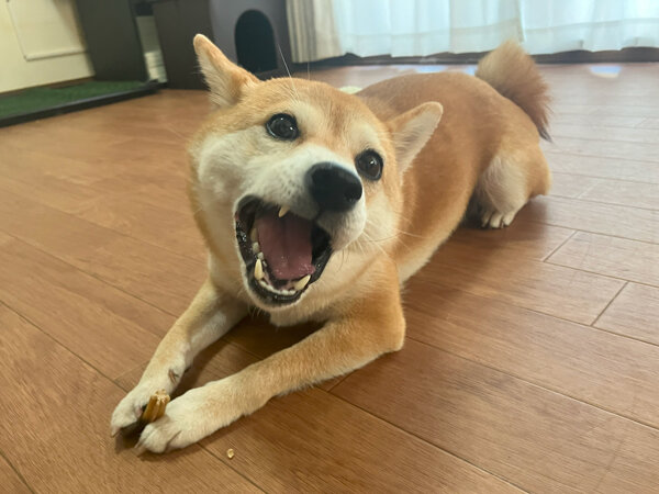 小型犬豆柴ペットホテル