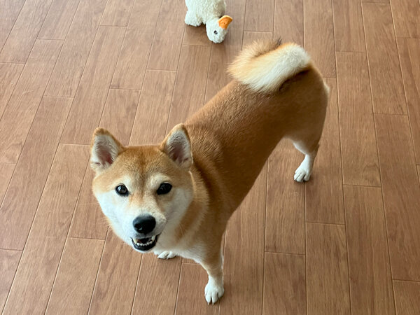 小型犬豆柴ペットホテル