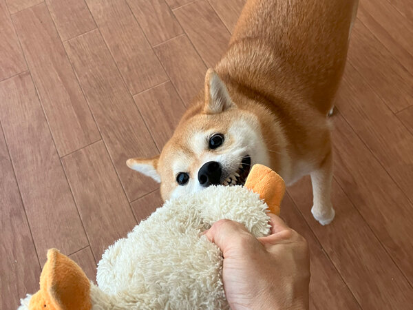 小型犬豆柴ペットホテル